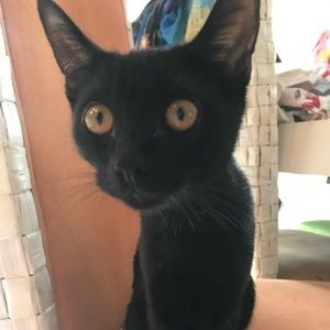 Meet your Posher, Giselle